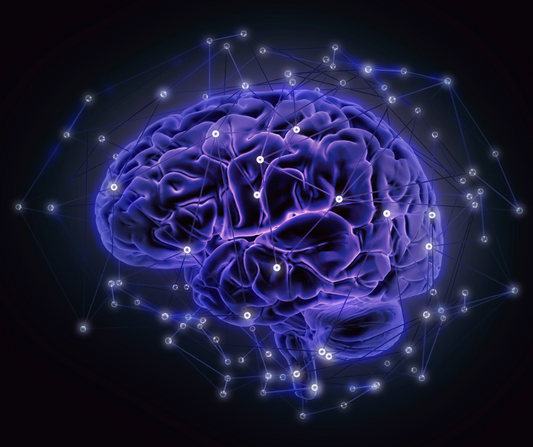 The Brain’s Courier Service