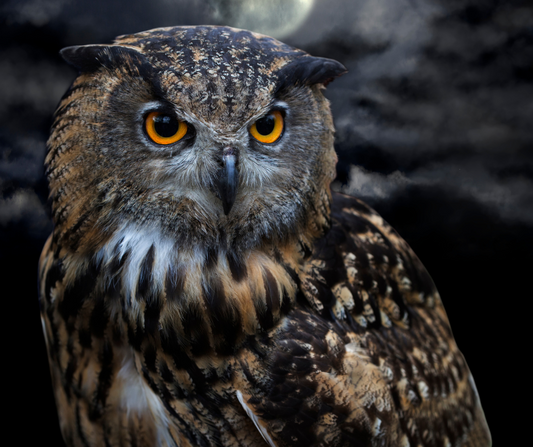 A Wake-Up Call for Night Owls