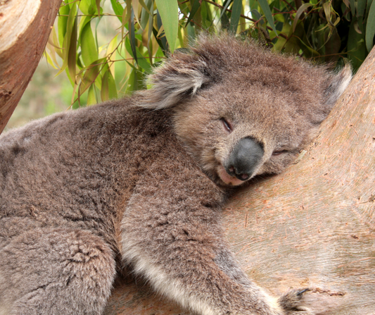 Back-to-School Edition: Weird Sleep Facts