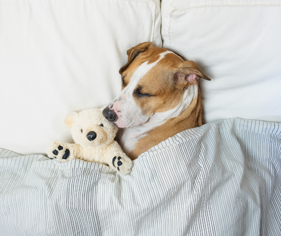 Scoot Over Fido You re Hogging the Bed MVMI Sleep